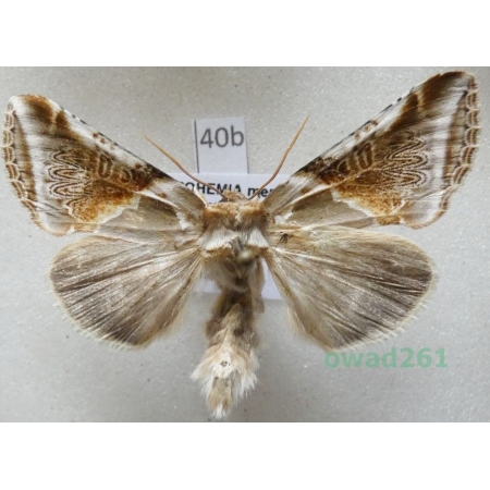 Habrosyne pyritoides (Hufnagel, 1766) Pluszówka agatka Czech40b